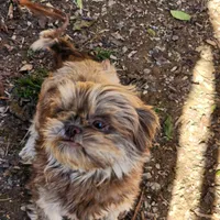 Billy, a male Shih Tzu for sale in Dalton, GA – Photo 5 of 6