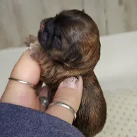 Billy, a male Shih Tzu for sale in Dalton, GA – Photo 3 of 6