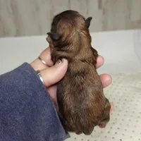 Billy, a male Shih Tzu for sale in Dalton, GA – Photo 4 of 6