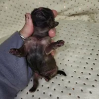 Billy, a male Shih Tzu for sale in Dalton, GA – Photo 2 of 6