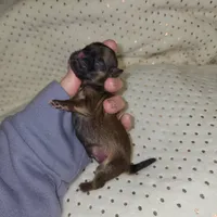 Billy, a male Shih Tzu for sale in Dalton, GA – Photo 1 of 6