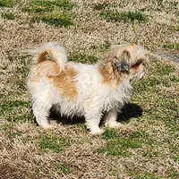 Billy, a male Shih Tzu for sale in Dalton, GA – Photo 6 of 6
