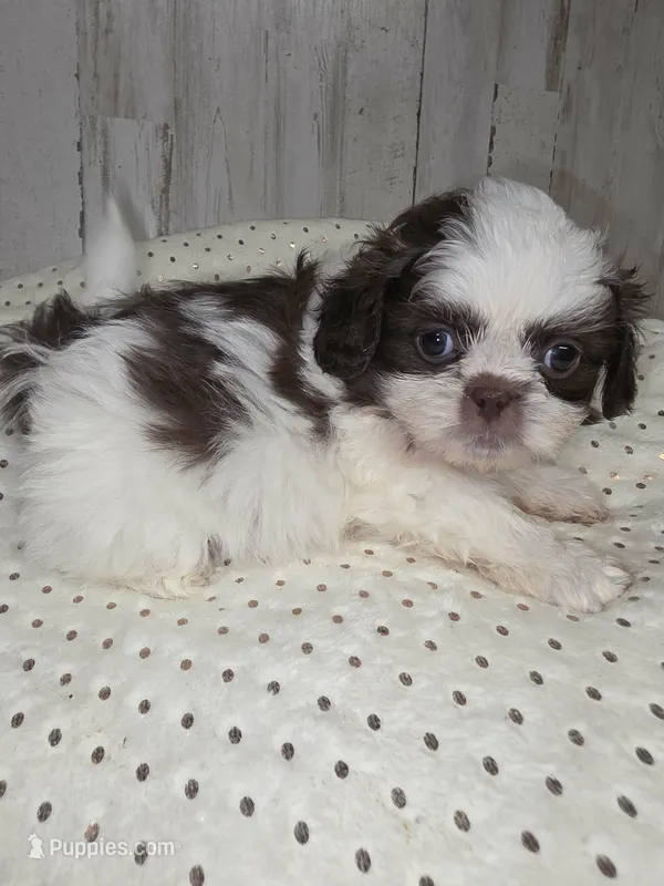 Choco – Shih Tzu puppy for sale in Dalton, GA