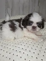 Choco, a male Shih Tzu for sale in Dalton, GA – Photo 1 of 7
