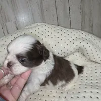 Choco, a male Shih Tzu for sale in Dalton, GA – Photo 4 of 4