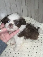 Choco, a male Shih Tzu for sale in Dalton, GA – Photo 2 of 7