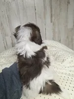 Choco, a male Shih Tzu for sale in Dalton, GA – Photo 3 of 7