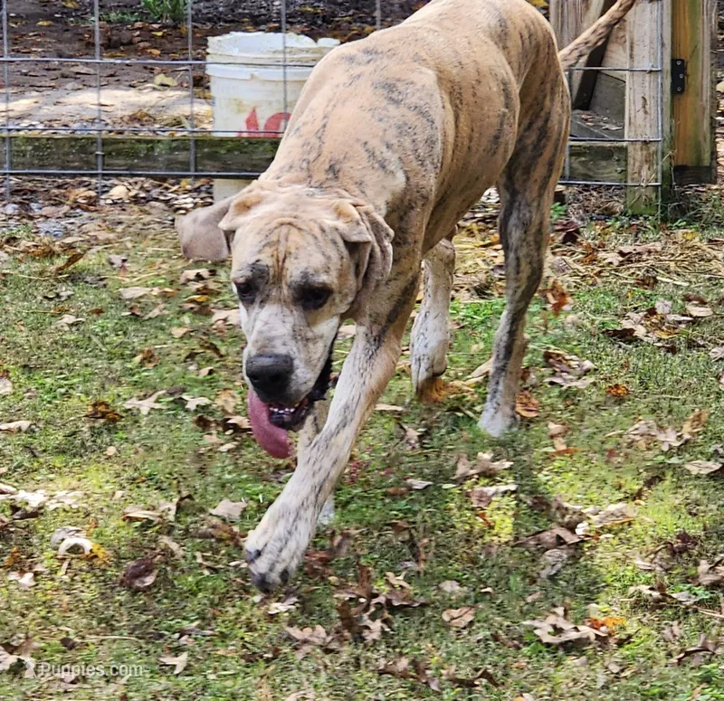 Pixie – Great Dane puppy for sale in Dalton, GA