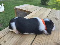 Orange boy, a male Basset Hound for sale in Dalton, GA – 3 of 6