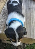 Blue boy, a male Basset Hound for sale in Dalton, GA – 2 of 4