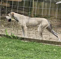 Faith, a female Great Dane for sale in Dalton, GA – 2 of 2