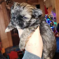 Cash, a male Shih Tzu for sale in Dalton, GA – Photo 4 of 7