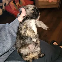 Cash, a male Shih Tzu for sale in Dalton, GA – Photo 5 of 7