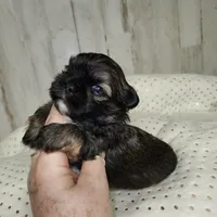 Cash, a male Shih Tzu for sale in Dalton, GA – Photo 7 of 7