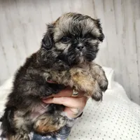 Cash, a male Shih Tzu for sale in Dalton, GA – Photo 1 of 7