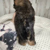 Cash, a male Shih Tzu for sale in Dalton, GA – Photo 2 of 7