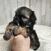 Cash, a male Shih Tzu for sale in Dalton, GA – Photo 3 of 7