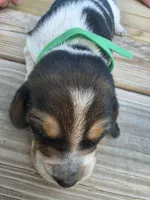 Green boy, a male Basset Hound for sale in Dalton, GA – 3 of 5