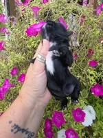 Layla, a male Shih Tzu for sale in Dalton, GA – 5 of 5