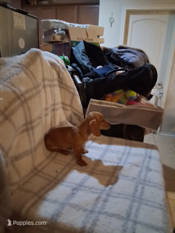 Blonde  – Miniature Dachshund puppy for sale in Anna, TX