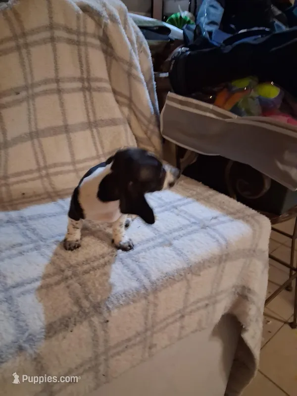 Patches  – Miniature Dachshund puppy for sale in Anna, TX