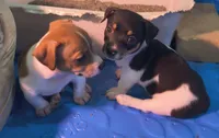Shadow, a male Teddy Roosevelt Terrier for sale in Smithfield, IL – 4 of 7