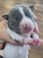 Got the blues, a male Teddy Roosevelt Terrier for sale in Smithfield, IL – 2 of 2
