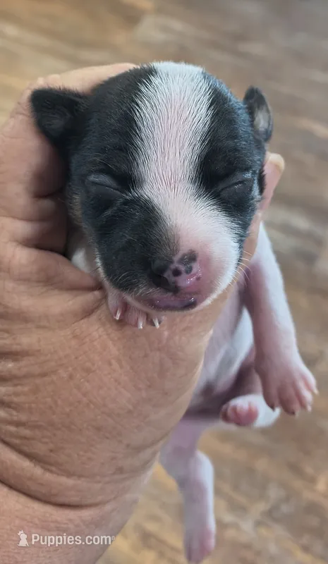 Flower, a female Teddy Roosevelt Terrier for sale in Smithfield, IL – 1 of 4