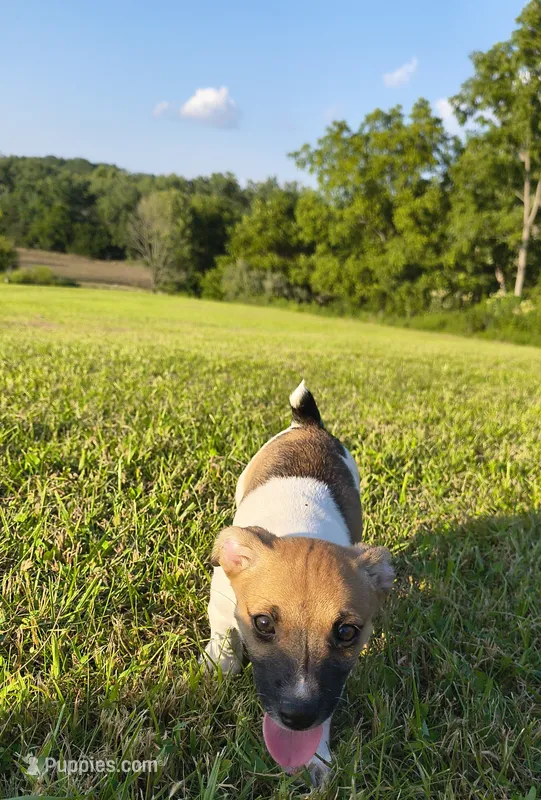 Link – Teddy Roosevelt Terrier puppy for sale in Smithfield, IL