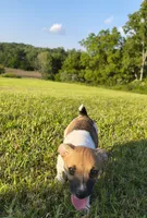 Link, a male Teddy Roosevelt Terrier for sale in Smithfield, IL – 2 of 9