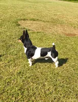 Grey, a female Teddy Roosevelt Terrier for sale in Smithfield, IL – Photo 3 of 4
