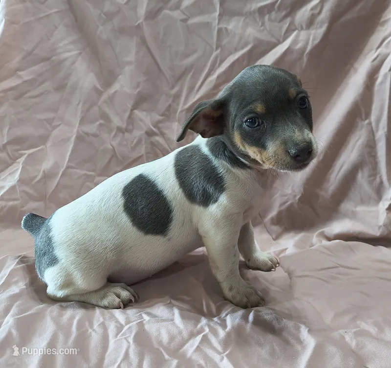 Grey – Teddy Roosevelt Terrier puppy for sale in Smithfield, IL