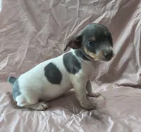 Grey, a female Teddy Roosevelt Terrier for sale in Smithfield, IL – Photo 1 of 4