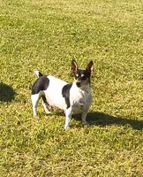 Grey, a female Teddy Roosevelt Terrier for sale in Smithfield, IL – Photo 2 of 4