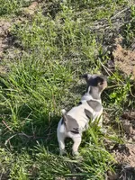 Grey, a female Teddy Roosevelt Terrier for sale in Smithfield, IL – Photo 4 of 4