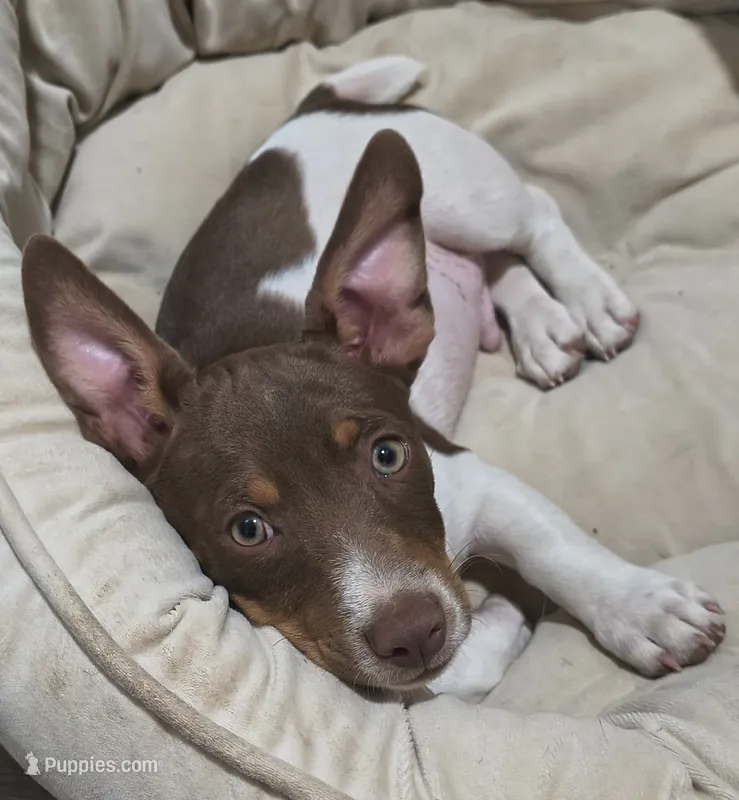 Chocolate – Teddy Roosevelt Terrier puppy for sale in Smithfield, IL