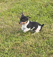 Shadow, a male Teddy Roosevelt Terrier for sale in Smithfield, IL – 6 of 6