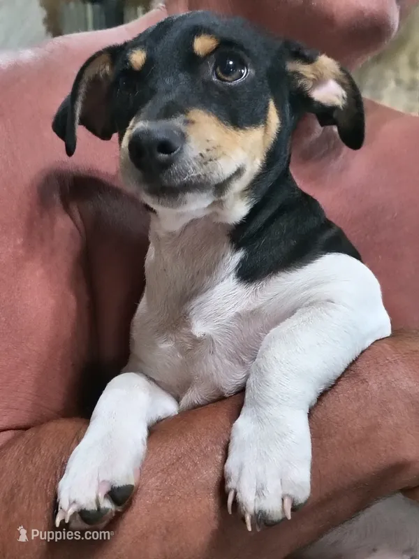 Big feller – Teddy Roosevelt Terrier puppy for sale in Smithfield, IL
