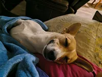 Pistol, a  Teddy Roosevelt Terrier for sale in Smithfield, IL – 1 of 4