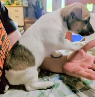Link, a male Teddy Roosevelt Terrier for sale in Smithfield, IL – 3 of 9