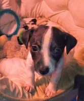 Flower, a female Teddy Roosevelt Terrier for sale in Smithfield, IL – 4 of 4