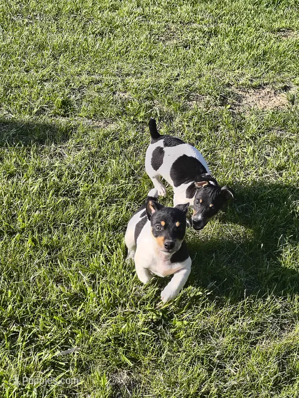 Big feller – Teddy Roosevelt Terrier puppy for sale in Smithfield, IL