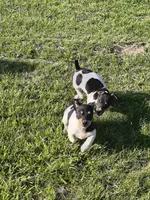 Big feller, a male Teddy Roosevelt Terrier for sale in Smithfield, IL – 4 of 4