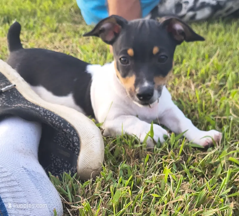 Shadow – Teddy Roosevelt Terrier puppy for sale in Smithfield, IL