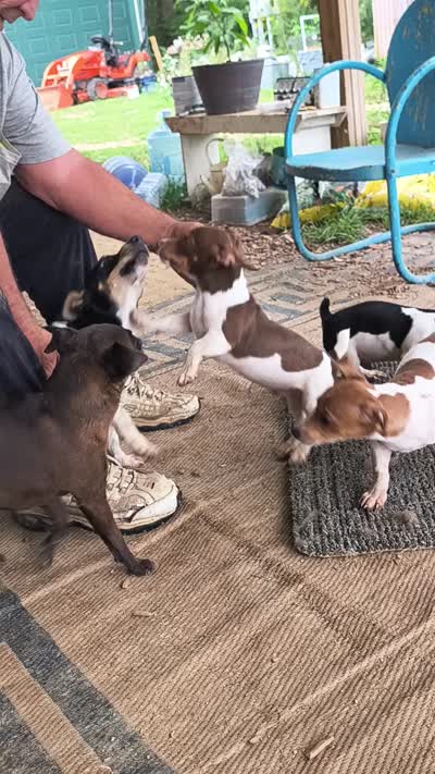 Baron, a male Teddy Roosevelt Terrier for sale in Smithfield, IL – 3 of 7