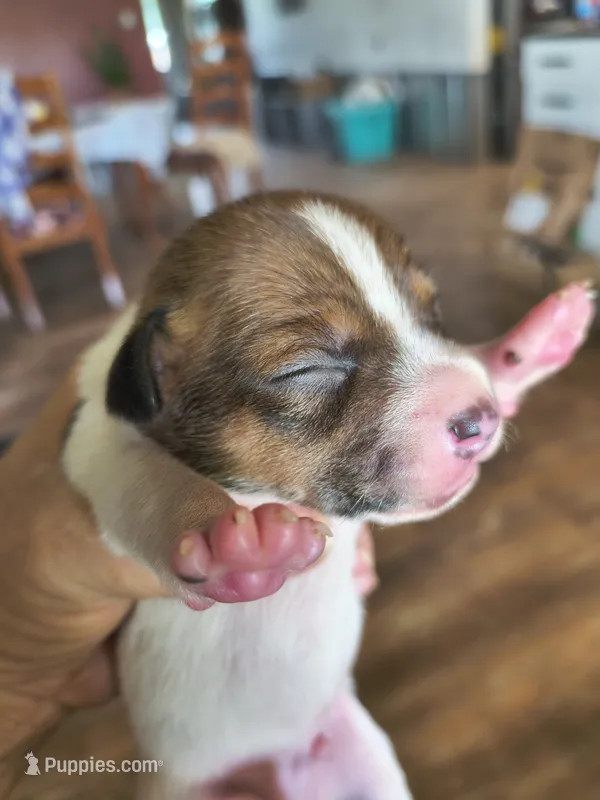Link – Teddy Roosevelt Terrier puppy for sale in Smithfield, IL