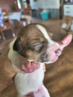 Sable, a male Teddy Roosevelt Terrier for sale in Smithfield, IL – 3 of 3