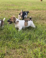 Link, a male Teddy Roosevelt Terrier for sale in Smithfield, IL – 5 of 9