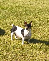 Big feller, a male Teddy Roosevelt Terrier for sale in Smithfield, IL – 3 of 4