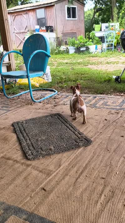 Sable, a male Teddy Roosevelt Terrier for sale in Smithfield, IL – 4 of 7